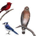 Samolepící dekorace - samolepky,obrázky Ptáci